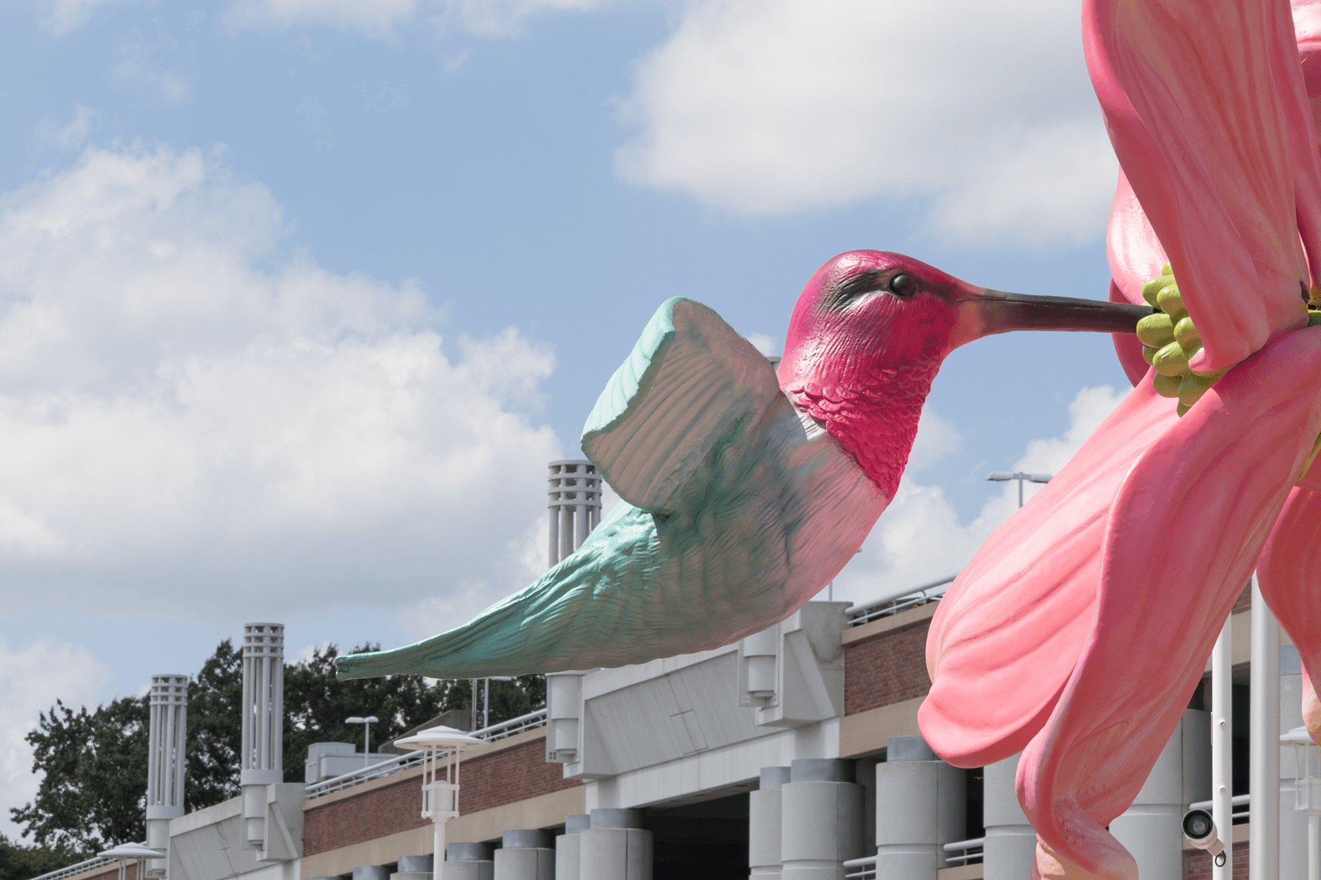 Hollywood the Hummingbird Photo